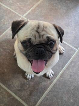 Rescue Pug Dogs for Adoption in El Cajon, California - Argo | PetCurious