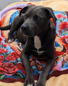 Jasmine (Empty-Nester) (Photos May 16th 2026) (In Foster Care) -  Labrador Retriever Dog for Adoption in Marietta, Ohio - Jasmine (Empty-Nester) (Photos May 16th 2026) (In Foster Care) | PetCurious