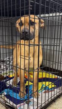 Boxer and Mixed Breed Dogs Available for Adoption in Saint Clairsville, Ohio - Denver | PetCurious