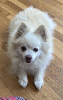 Pomeranian Dogs Available for Adoption in Jamestown, California - Rocky Little Bit(new 41226) | PetCurious