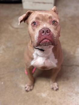 Daisy (Melissa) -  Pit Bull Terrier Dog Available for Adoption in New Braunfels, Texas - Daisy (Melissa) | PetCurious