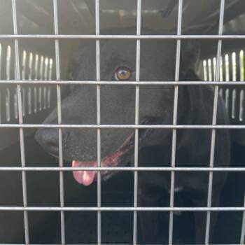 Tucker -  Mixed Breed Dog for Adoption in Lake Jackson, Texas - Tucker | PetCurious