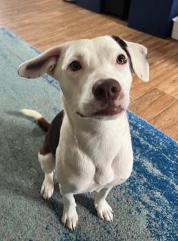 Mixed Breed Dogs Available for Adoption in Chamblee, Georgia - Darla | PetCurious