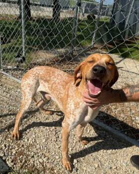 Gunner -  Coonhound Dog for Adoption in Lagrange, Indiana - Gunner | PetCurious
