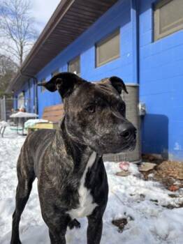 Pit Bull Terrier Dogs Available for Adoption - Odie | PetCurious