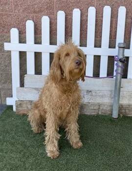 Poodle and Labrador Retriever Dogs Available for Adoption in Modesto, California - ROXIE HART | PetCurious