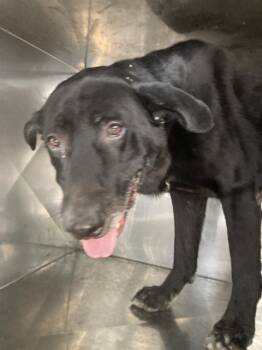 SHADOW -  Mixed Breed Dog for Adoption in Dallas, Texas - SHADOW | PetCurious
