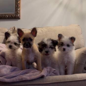 Alfredo -  Terrier Dog for Adoption in San Diego, California - Alfredo | PetCurious