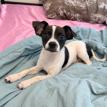 Prince (little baby) -  Chihuahua Dog for Adoption in Fresno, California - Prince (little Baby) | PetCurious