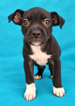 Macaroon -  Mixed Breed Dog for Adoption in St. Augustine, Florida - Macaroon | PetCurious