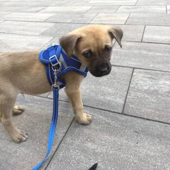 Ojo -  Mixed Breed Dog for Adoption in Buffalo, Minnesota - Ojo | PetCurious
