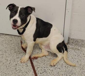 Marley -  Pit Bull Terrier and Mixed Breed Dog for Adoption in Kansas City, Missouri - Marley | PetCurious