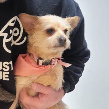 Yorkshire Terrier Dogs Available for Adoption - CORTINA MILAN | PetCurious
