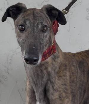 Scotty -  Greyhound Dog Available for Adoption in Coon Rapids, Minnesota - Scotty | PetCurious