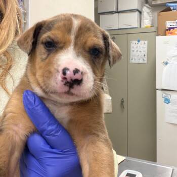 Dark Horse -  Mixed Breed Dog for Adoption in Pekin, Illinois - Dark Horse | PetCurious