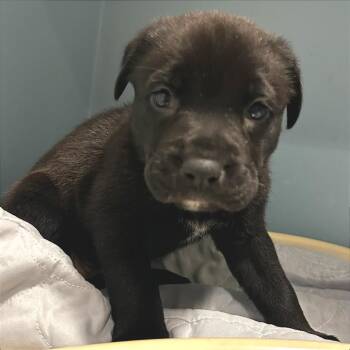 Mixed Breed Dogs Available for Adoption in Chattanooga, Tennessee - Rum | PetCurious