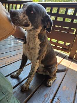 Rescue Pointer Dogs for Adoption in Gilmer, Texas - Gabe | PetCurious