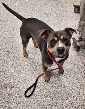 Terrier Dogs Available for Adoption - Monk | PetCurious