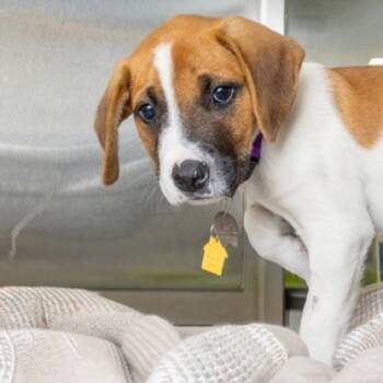 JUPITER -  Great Pyrenees and Mixed Breed Dog for Adoption in St. Louis, Missouri - JUPITER | PetCurious