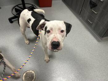 OCEAN -  Pit Bull Terrier and Mixed Breed Dog for Adoption in Ocala, Florida - OCEAN | PetCurious