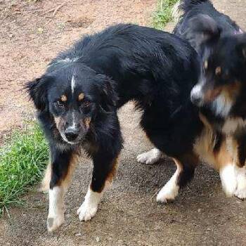 Rescue Australian Shepherd Dogs for Adoption in Alexandria, Virginia - Sadie | PetCurious