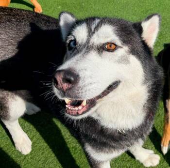 Zeus Alejandro -  Husky Dog for Adoption - Zeus Alejandro | PetCurious