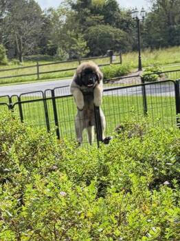Cosmo -  Caucasian Sheepdog Caucasian Ovtcharka Dog for Adoption in Chambersburg, Pennsylvania - Cosmo | PetCurious