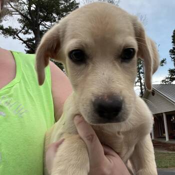 Jack -  Labrador Retriever and Terrier Dog for Adoption in Zimmerman, Minnesota - Jack | PetCurious