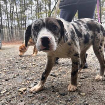 Mixed Breed Dogs Available for Adoption - Cookie | PetCurious