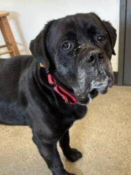 Chronos -  Cane Corso Dog for Adoption in Cleveland, Ohio - Chronos | PetCurious