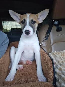 Emmett -  Parson Russell Terrier and Mixed Breed Dog for Adoption in Lawrenceville, Georgia - Emmett | PetCurious