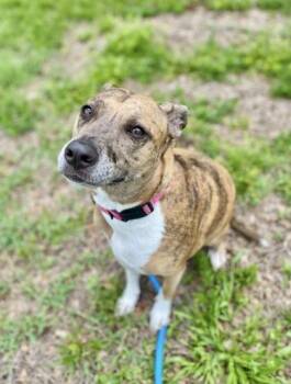 Spuds -  Catahoula Leopard Dog and Mixed Breed Dog for Adoption in Vero Beach, Florida - Spuds | PetCurious