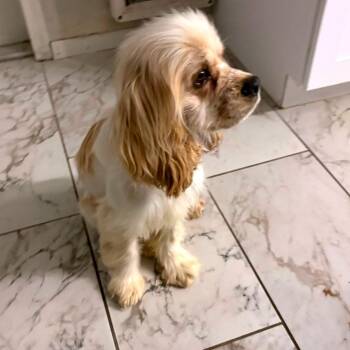 Cocker Spaniel Dogs Available for Adoption - Huxley | PetCurious