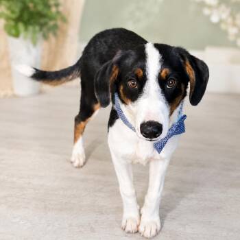 Fischer -  Border Collie and Beagle Dog for Adoption in Phoenix, Arizona - Fischer | PetCurious