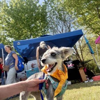 Miniature Schnauzer Dogs Available for Adoption in Sanford, North Carolina - Emma Lou | PetCurious