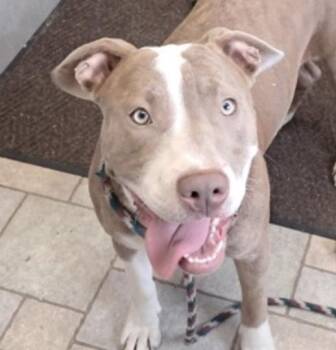 Australian Shepherd Dogs Available for Adoption in Hollister, Missouri - Fawnie | PetCurious