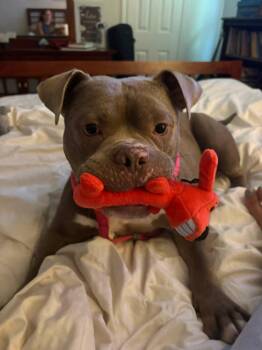 Major -  American Bulldog and Mixed Breed Dog Available for Adoption in Jackson, Tennessee - Major | PetCurious