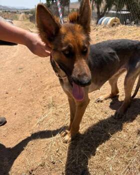 Monica -  German Shepherd Dog Dog for Adoption - Monica | PetCurious