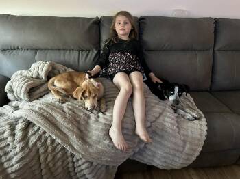 VIVI -  Pointer Dog for Adoption in Holbrook, New York - VIVI | PetCurious