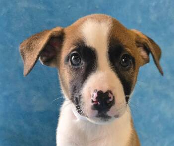 Hydrangea -  Terrier and Beagle Dog for Adoption in Newport, Tennessee - Hydrangea | PetCurious
