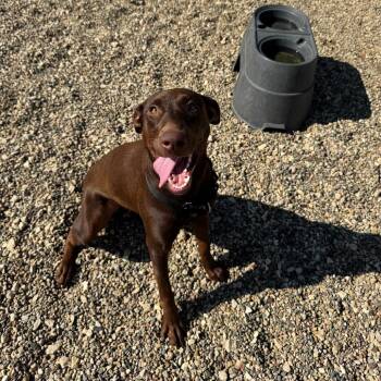 Nutella -  Doberman Pinscher and Chocolate Labrador Retriever Dog for Adoption in Monticello, Iowa - Nutella | PetCurious