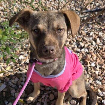 Terrier and Beagle Dogs Available for Adoption - Spritz | PetCurious