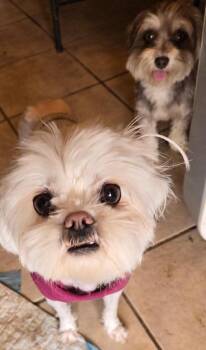Maltese Dogs Available for Adoption in San Antonio, Texas - Courtney | PetCurious