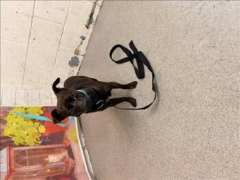 Chihuahua Dogs Available for Adoption in San Bernardino, California - PADMA | PetCurious