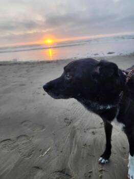 Rescue Labrador Retriever and Border Collie Dogs for Adoption in Otis, Oregon - Boots | PetCurious