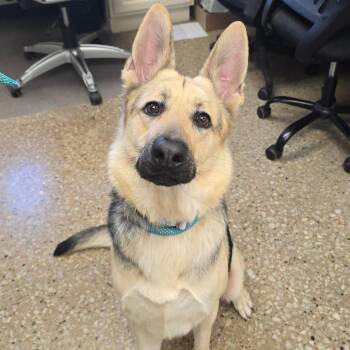 German Shepherd Dog Dogs Available for Adoption - Lola | PetCurious
