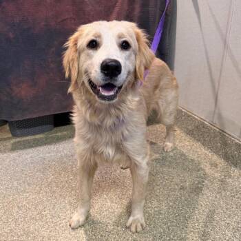 IVHS-Stray-143966 -  Golden Retriever Dog for Adoption in San Gabriel, California - IVHS-Stray-143966 | PetCurious
