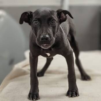 Rescue Labrador Retriever and Pit Bull Terrier Dogs for Adoption in Griswold, Connecticut - Julio | PetCurious