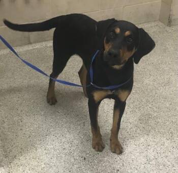 A431759 -  Labrador Retriever and Mixed Breed Dog for Adoption in Conroe, Texas - A431759 | PetCurious