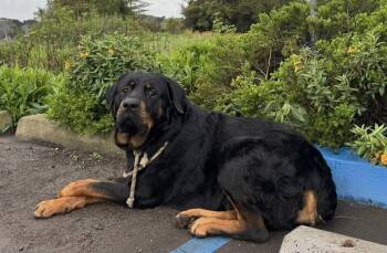Rescue Rottweiler Dogs for Adoption in San Jose, California - Yoda | PetCurious